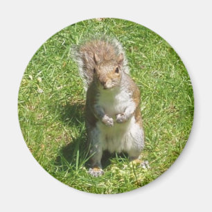 Squirrel Magnet