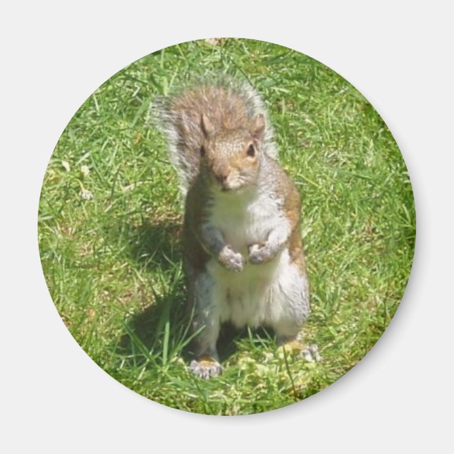 Squirrel Magnet (Front)