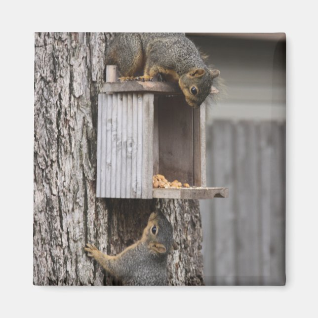 Squirrel Magnet (Front)