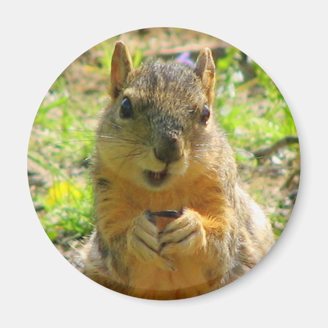 Squirrel Magnet (Front)