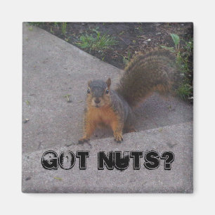 Squirrel Magnet