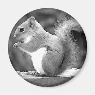 Squirrel Magnet