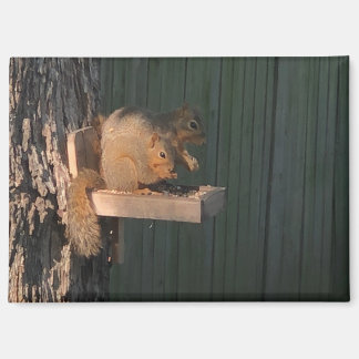 Squirrel Magnet