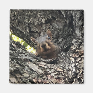 Squirrel Magnet