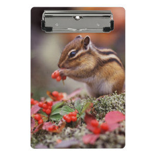 Squirrel Mini Clipboard