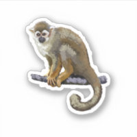 Squirrel Monkey