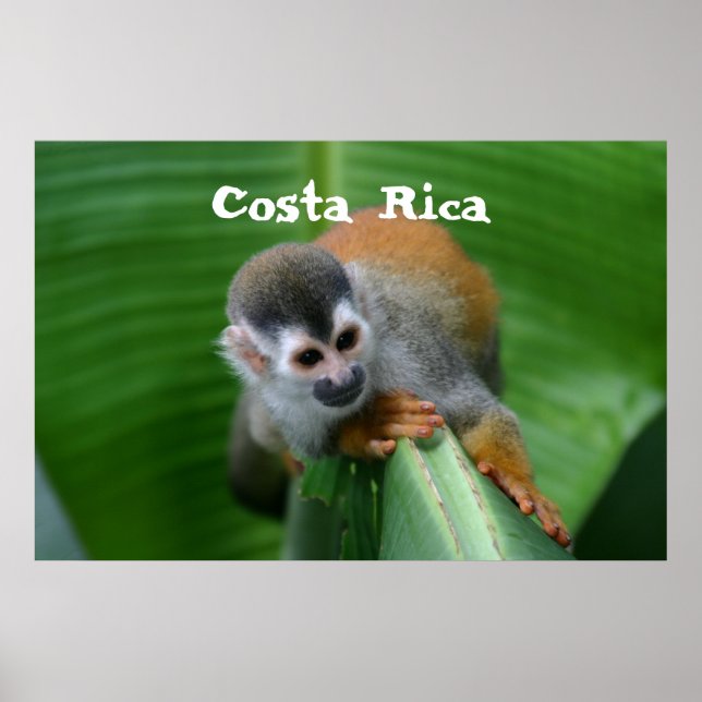 Squirrel Monkey Costa Rica Poster (Front)