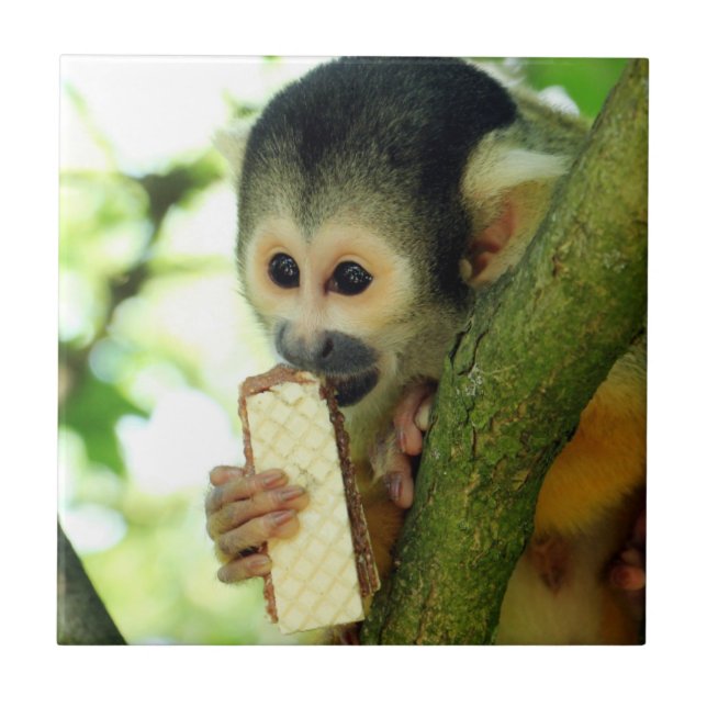 Squirrel Monkey Eating a Wafer Biscuit Ceramic Tile (Front)