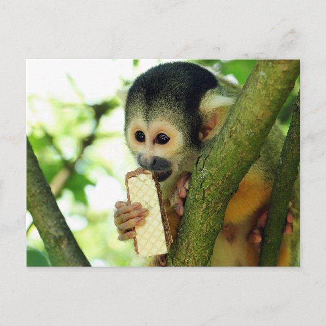 Squirrel Monkey Eating a Wafer Biscuit Postcard (Front)