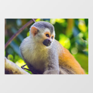 Squirrel monkey in Manuel Antonio NP - Costa Rica