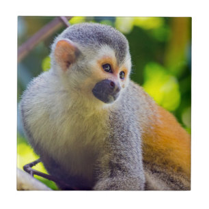 Squirrel monkey in Manuel Antonio NP - Costa Rica Ceramic Tile