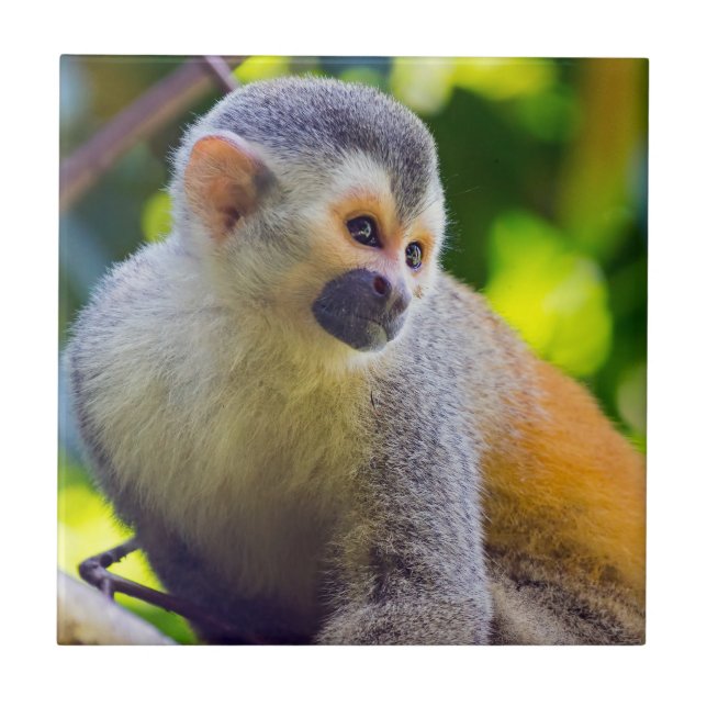 Squirrel monkey in Manuel Antonio NP - Costa Rica Ceramic Tile (Front)