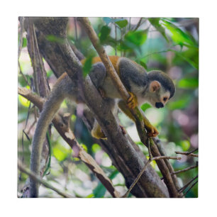 Squirrel monkey in Manuel Antonio NP - Costa Rica Ceramic Tile