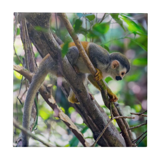 Squirrel monkey in Manuel Antonio NP - Costa Rica Ceramic Tile (Front)