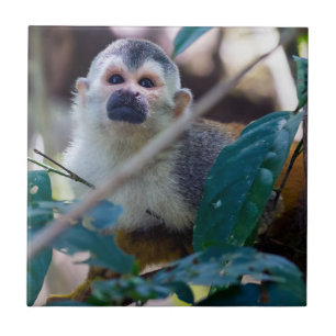 Squirrel monkey in Manuel Antonio NP - Costa Rica Ceramic Tile