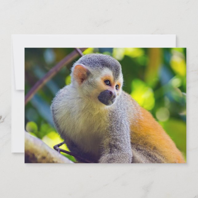 Squirrel monkey in Manuel Antonio NP - Costa Rica Invitation (Front)