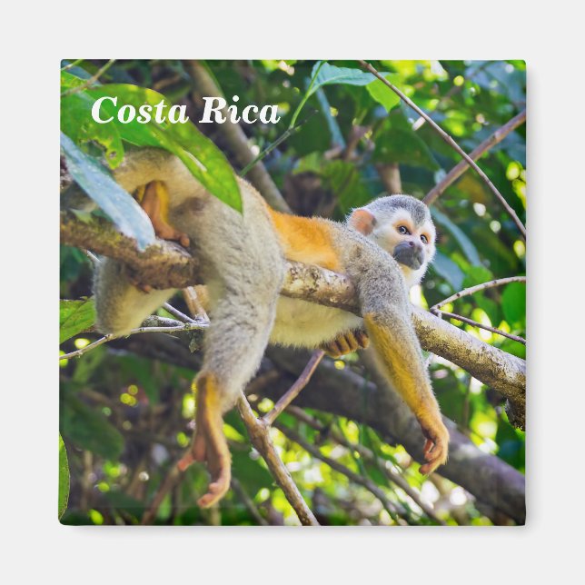 Squirrel monkey in Manuel Antonio NP - Costa Rica Magnet (Front)