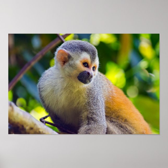 Squirrel monkey in Manuel Antonio NP - Costa Rica Poster (Front)