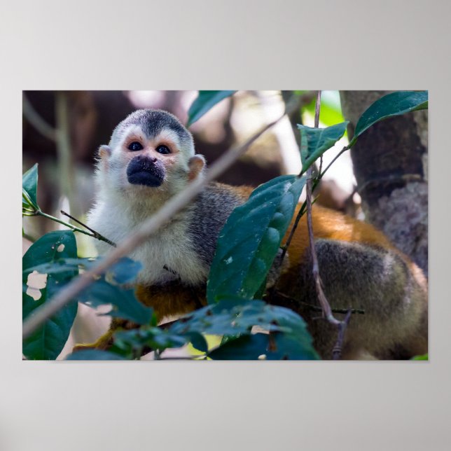 Squirrel monkey in Manuel Antonio NP - Costa Rica Poster (Front)
