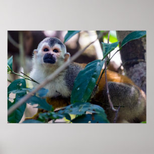 Squirrel monkey in Manuel Antonio NP - Costa Rica Poster