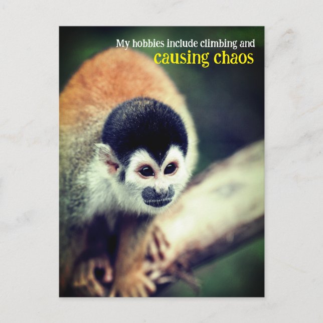 Squirrel monkey in tree postcard (Front)