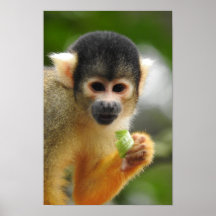 Squirrel Monkey