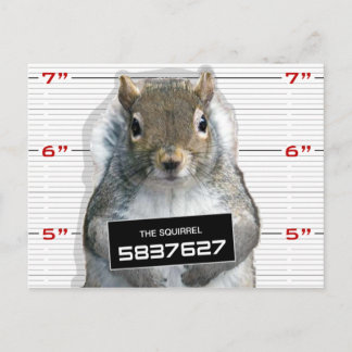 Squirrel Mug Shot Postcard