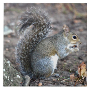 Squirrel Munching on an Acorn Tile