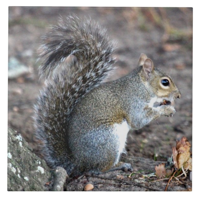 Squirrel Munching on an Acorn Tile (Front)