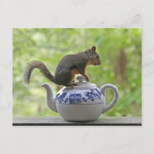 Squirrel on a Teapot Postcard