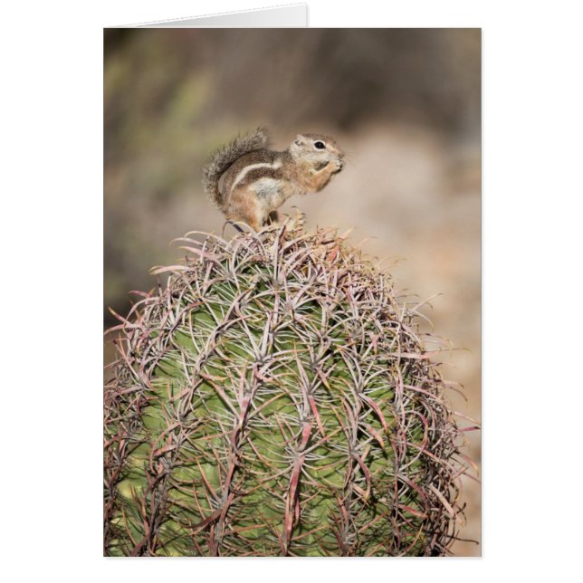 Squirrel on Barrel Cactus (Front)
