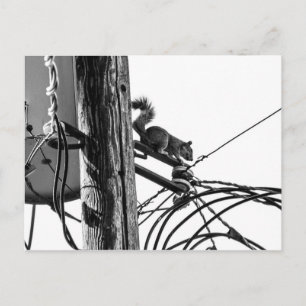 Squirrel on Telephone Pole Black & White Photo Postcard