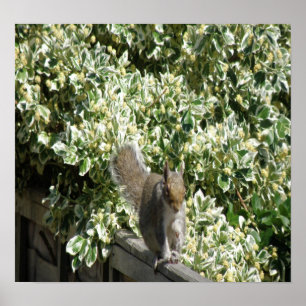 Squirrel on the fence Print