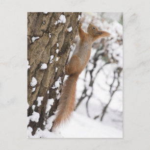 Squirrel On Tree Postcard