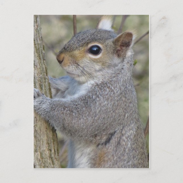 Squirrel On Tree Postcard (Front)