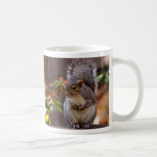 Squirrel Patiently Begs Coffee Mug