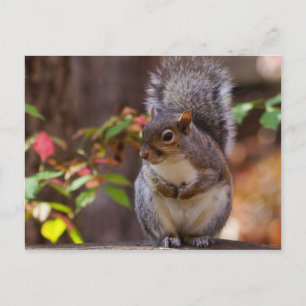 Squirrel Patiently Begs Postcard