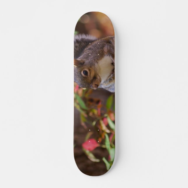 Squirrel Patiently Begs Skateboard (Front)