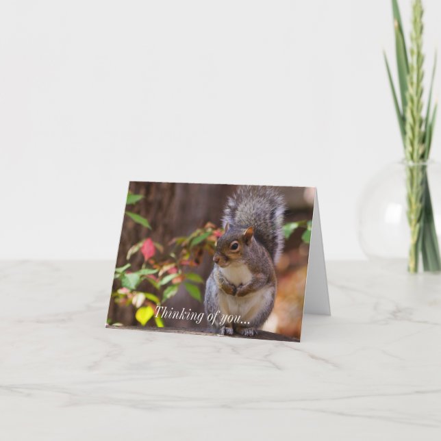 Squirrel Patiently Begs Thinking Of You Card (Front)