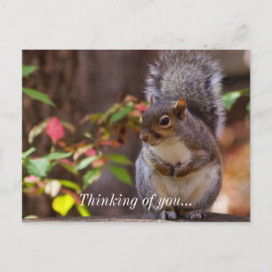 Squirrel Patiently Begs Thinking of You Postcard
