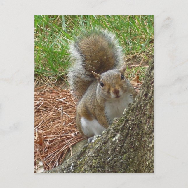 Squirrel "Peek-a-boo" Postcard (Front)