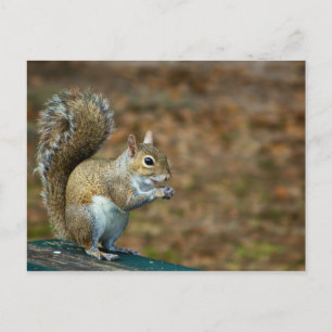 Squirrel Photo 2014 Calendar Postcard
