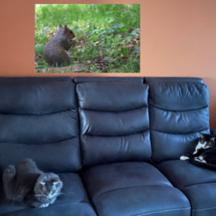 Squirrel Photo Poster