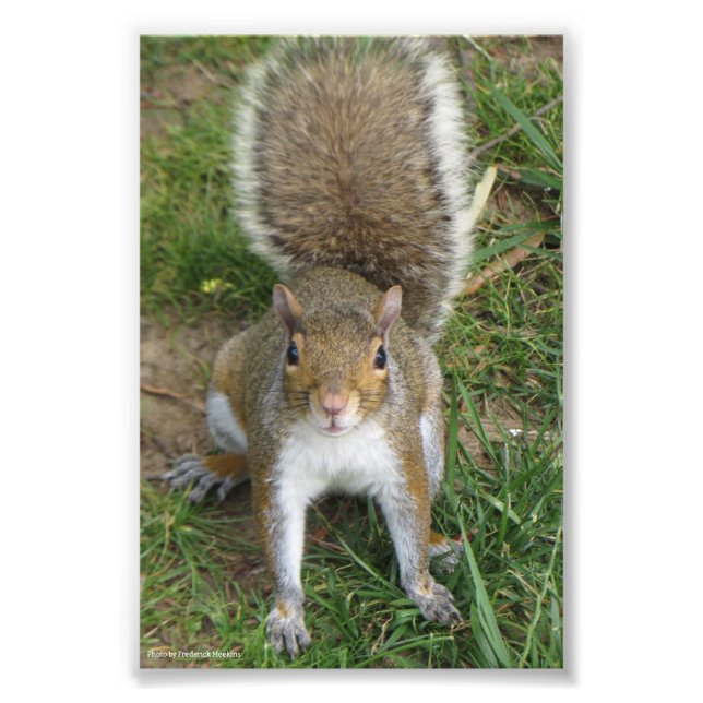Squirrel Photo Print (Front)