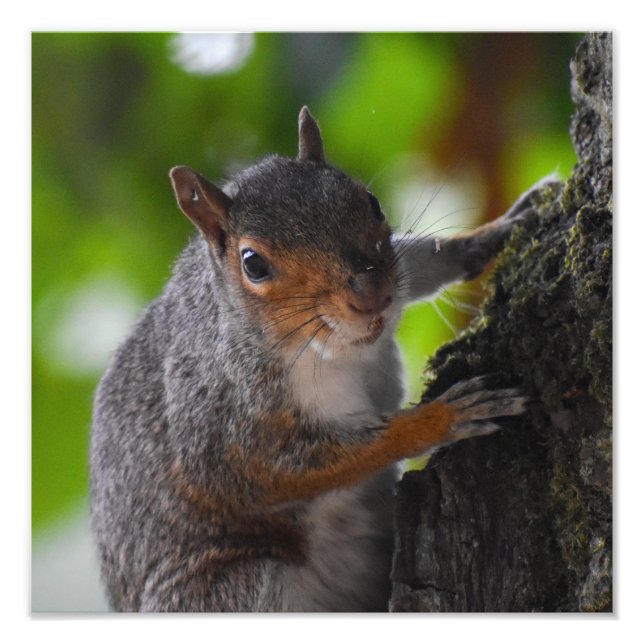 Squirrel  photo print (Front)