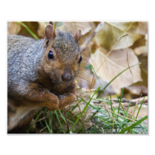 Squirrel Photography Print