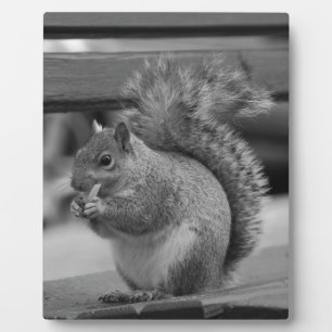 Squirrel Plaque