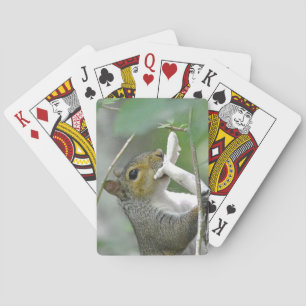 Squirrel Playing Cards
