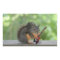 Squirrel Playing Electric Guitar