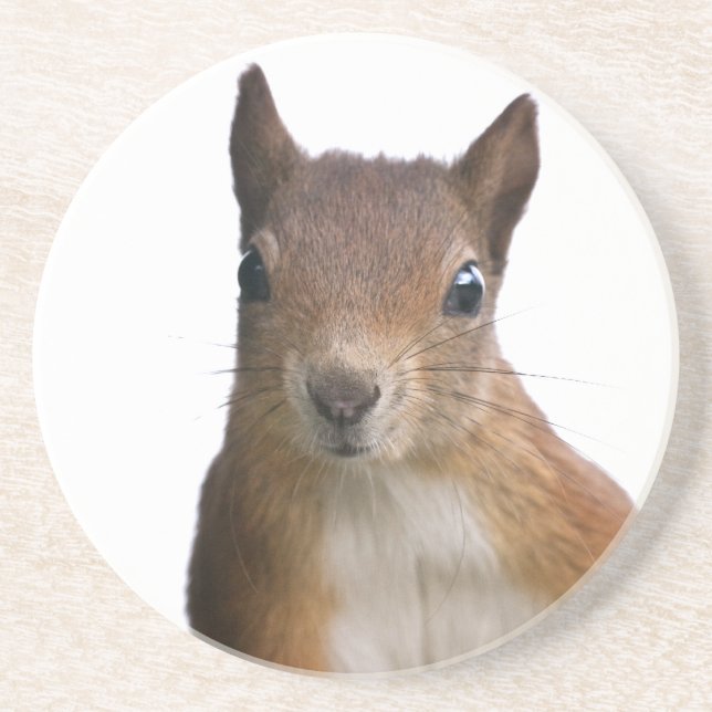 Squirrel Portrait Coaster (Front)